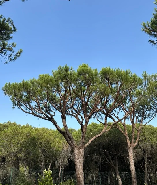 Manutenção de Pinheiros — Jardinagem — Praia Verde, Portugal